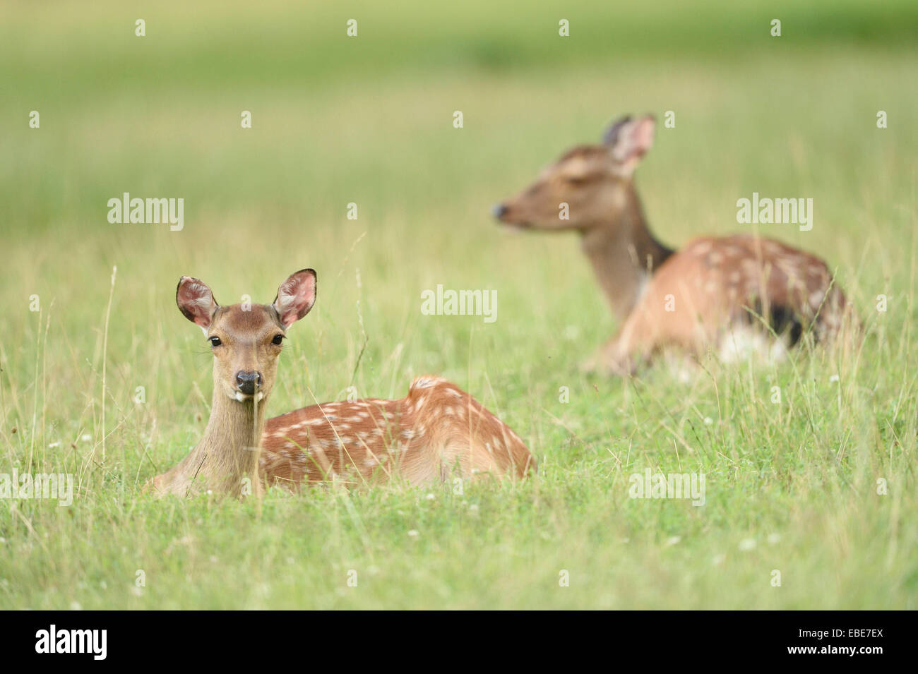 Nahaufnahme von Sika Rotwild (Cervus Nippon) auf einer Wiese im Frühsommer, Wildpark Alte Fasanerie Hanau, Hessen, Deutschland Stockfoto
