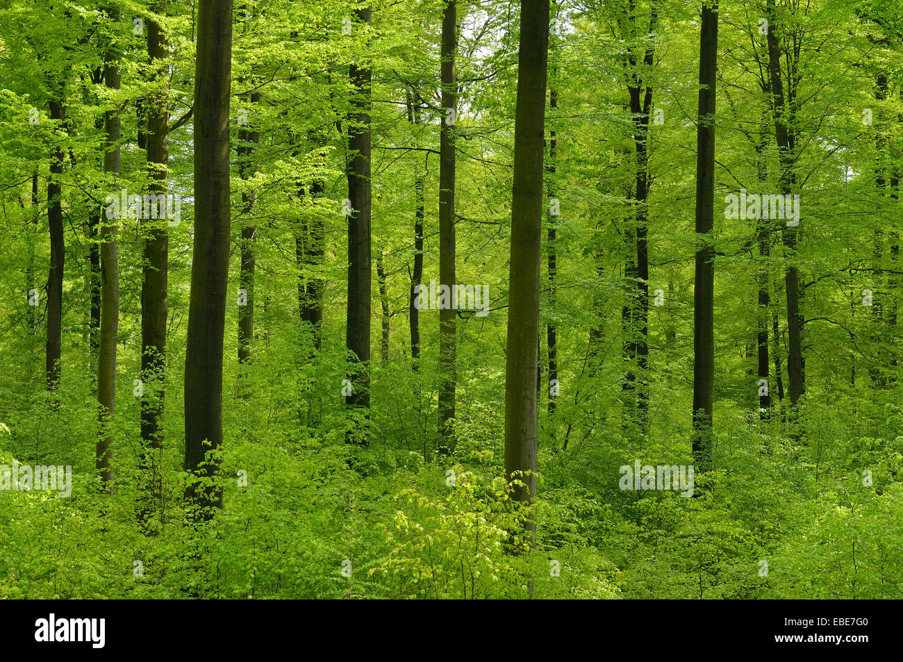 Buchenwald-Baum im Frühling, Spessart, Bayern, Deutschland Stockfoto