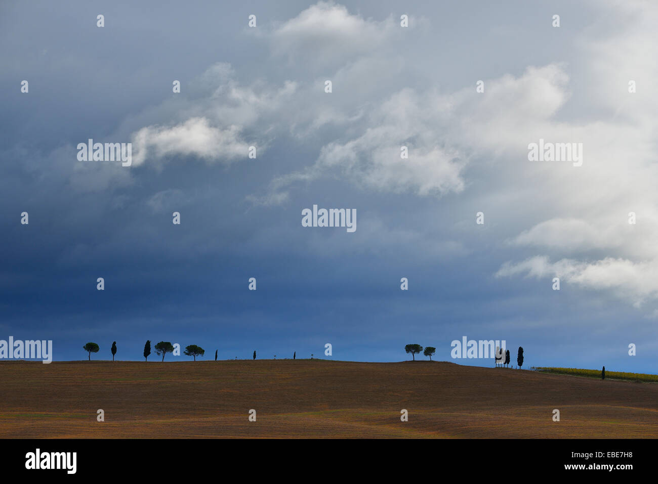 Feld mit Pinien und Zypressen und Gewitterwolken, San Quirico d ' Orcia, Val d ' Orcia, Provinz Siena, Toskana, Italien Stockfoto