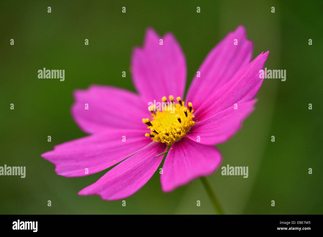 Nahaufnahme eines Garten Kosmos oder mexikanische Aster (Cosmos Bipinnatus) im Sommer, Oberpfalz, Bayern, Deutschland Stockfoto