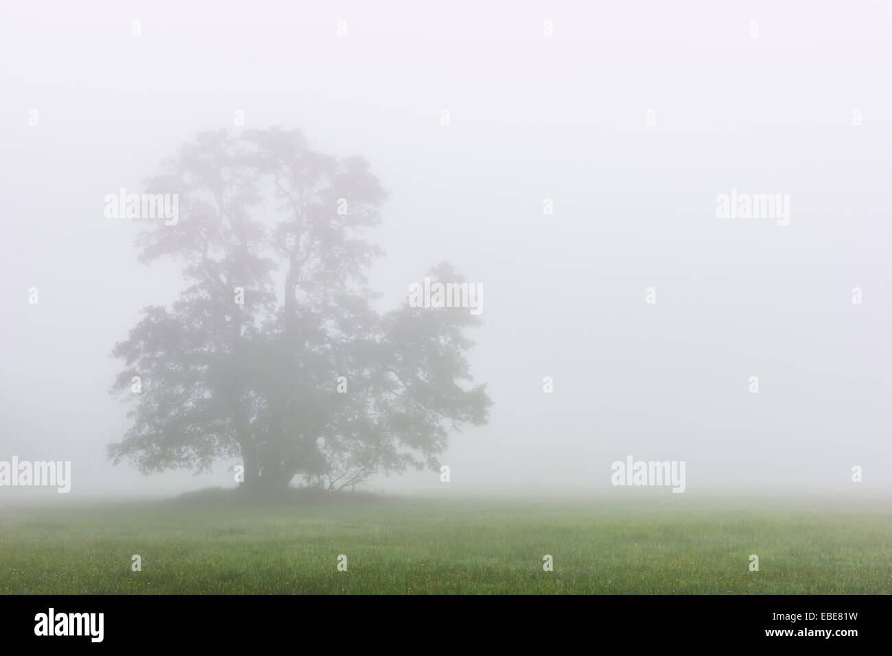 Schwarz-Erle Baum im Morgennebel, Moenchbruch Naturschutzgebiet, Mörfelden-Walldorf, Hessen, Deutschland Stockfoto