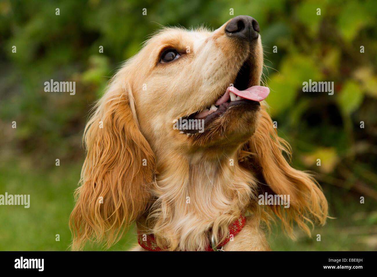 Ein English Cocker Spaniel, Schuss in den Kopf.   Die Rasse war ursprünglich ein Jagdhund. Stockfoto