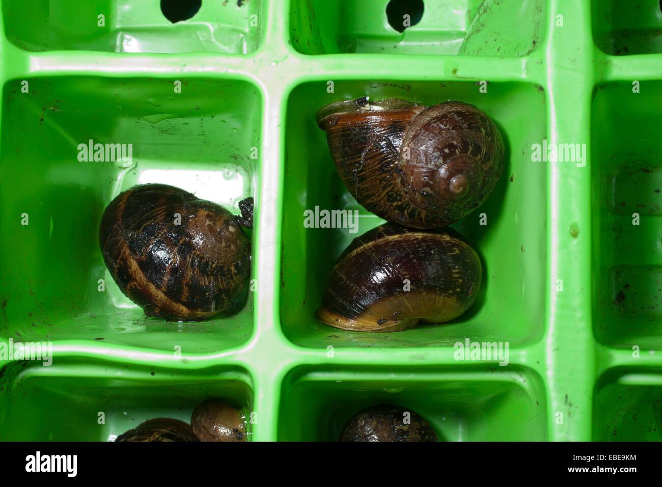Eine Familie von Schnecken Molluske Überwinterung in einem Samen Schalen. Stockfoto