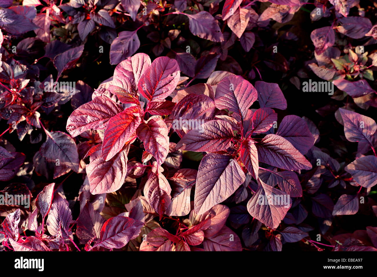 Amaranthus Blitum wächst in Barbar, Königreich von Bahrain Stockfoto