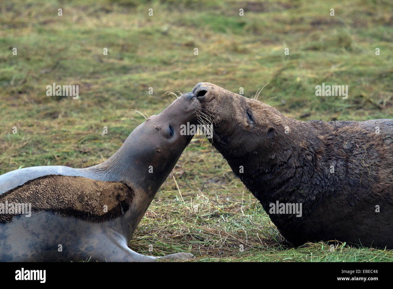 Kegelrobben und Jungrobben bei Donna Nook im Vereinigten Königreich Stockfoto