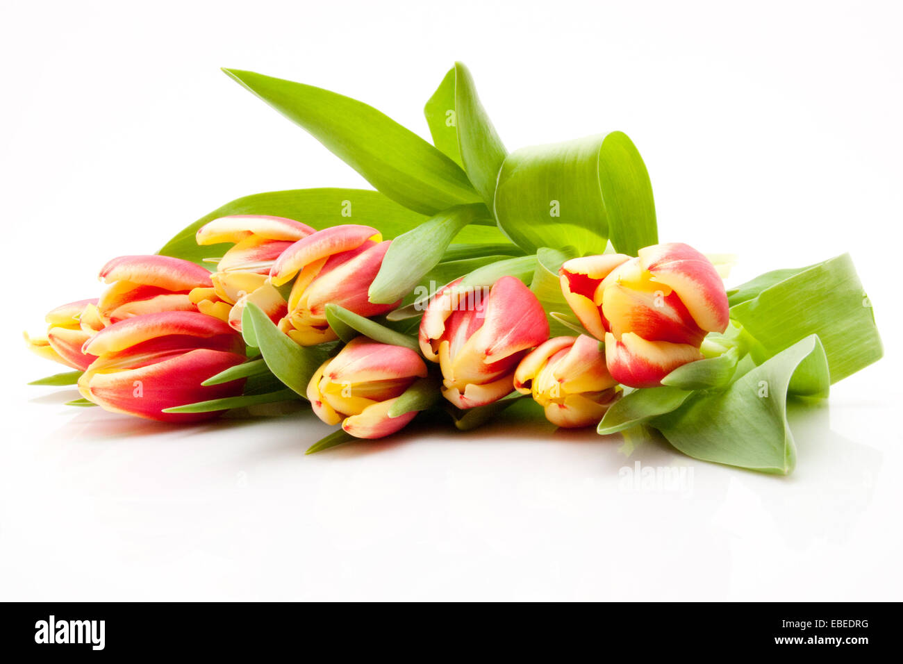 rote und gelbe Bunte Tulpen isoliert auf weißem Hintergrund Stockfoto