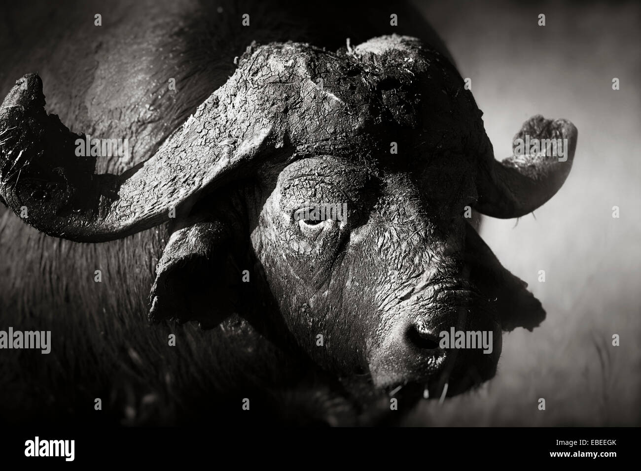 Porträt der afrikanische Büffel (Syncerus Caffer) - Kruger National Park (Südafrika) Stockfoto