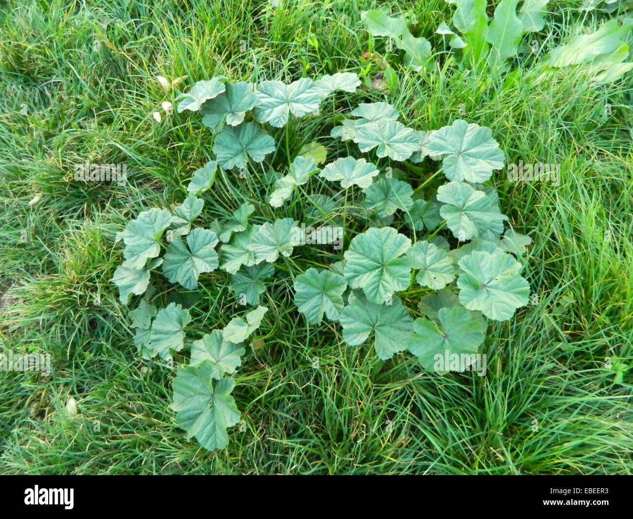 Alchemilla Vulgaris - Frauenmantel, Pflanze fotografiert in der Natur wachsen mitten im normalen Bereich des Grases. Stockfoto