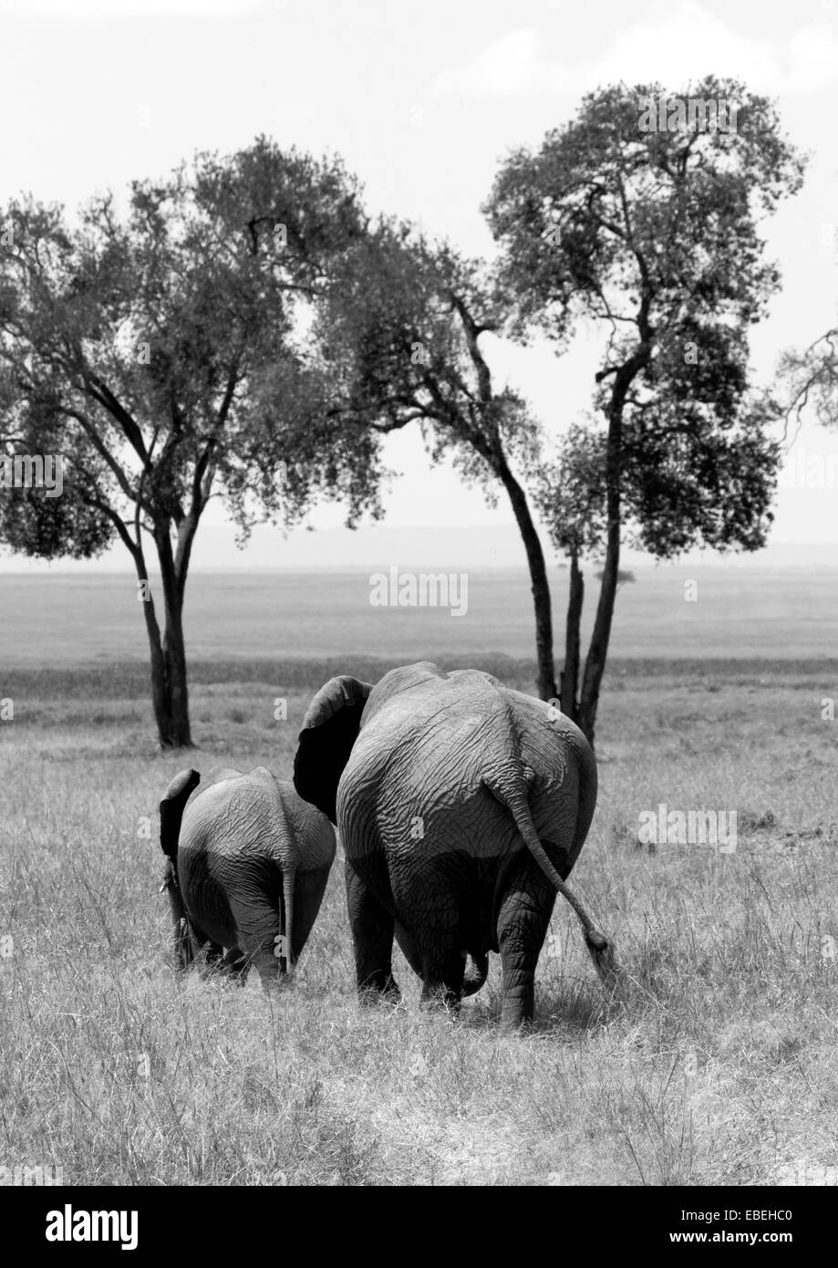 Afrikanische Elefanten, die Rückkehr in die Mara aus den Sümpfen Stockfoto