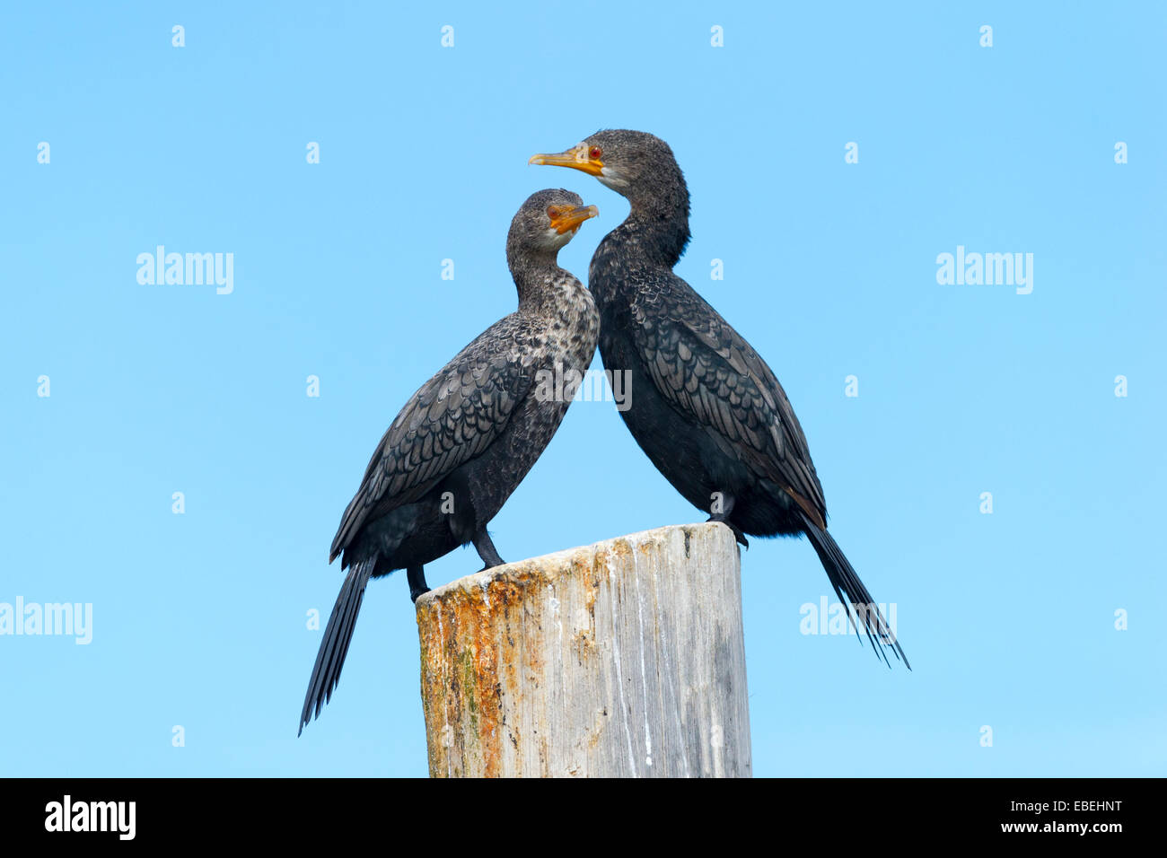 Zwei Cape Kormorane (Phalacrocorax Capensis) thront auf einem Mast, Walvisbaai, Namibia. Stockfoto