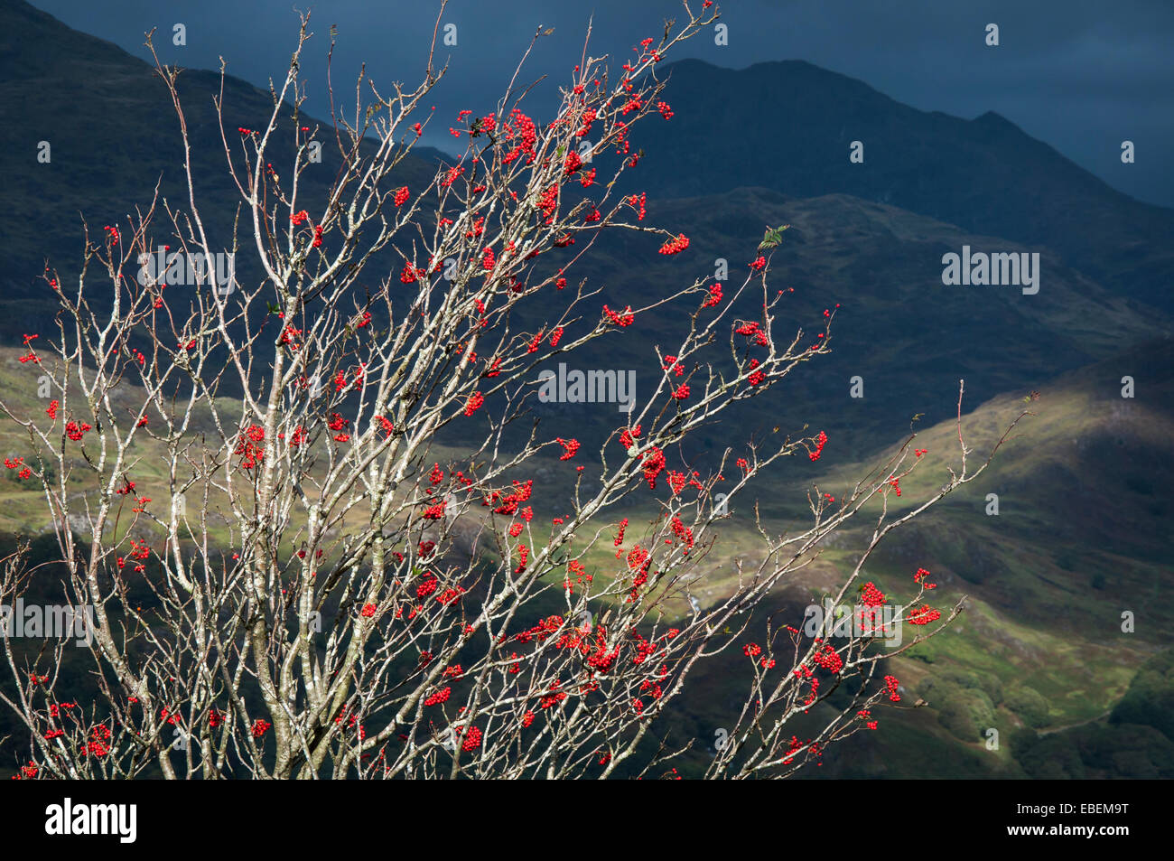 Leuchtend rote Baum Vogelbeeren in Snowdonia Landschaft. Berge im Schatten hinter Baum der von Sonnenlicht erhellt wird. Stockfoto