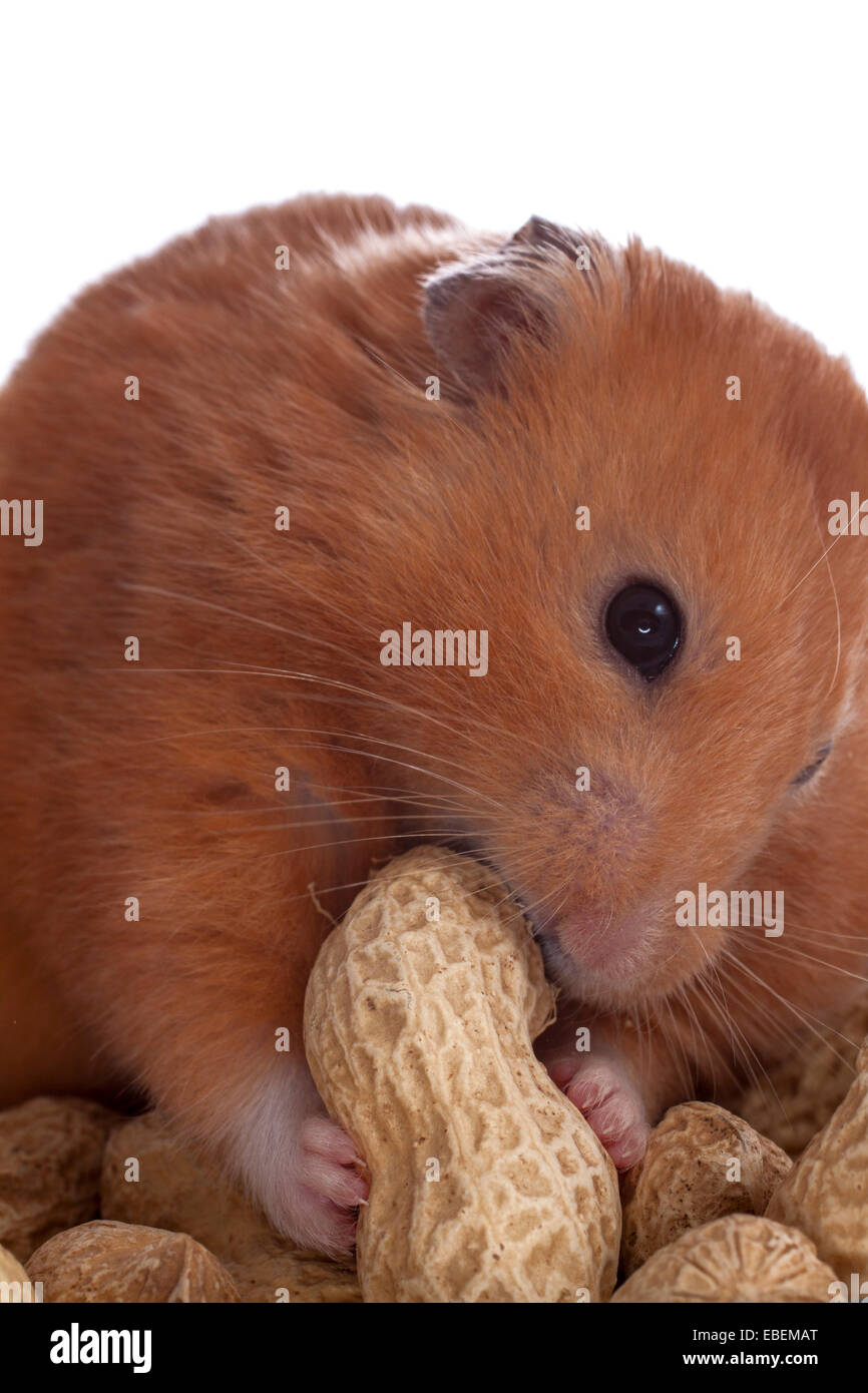 hamster peanut