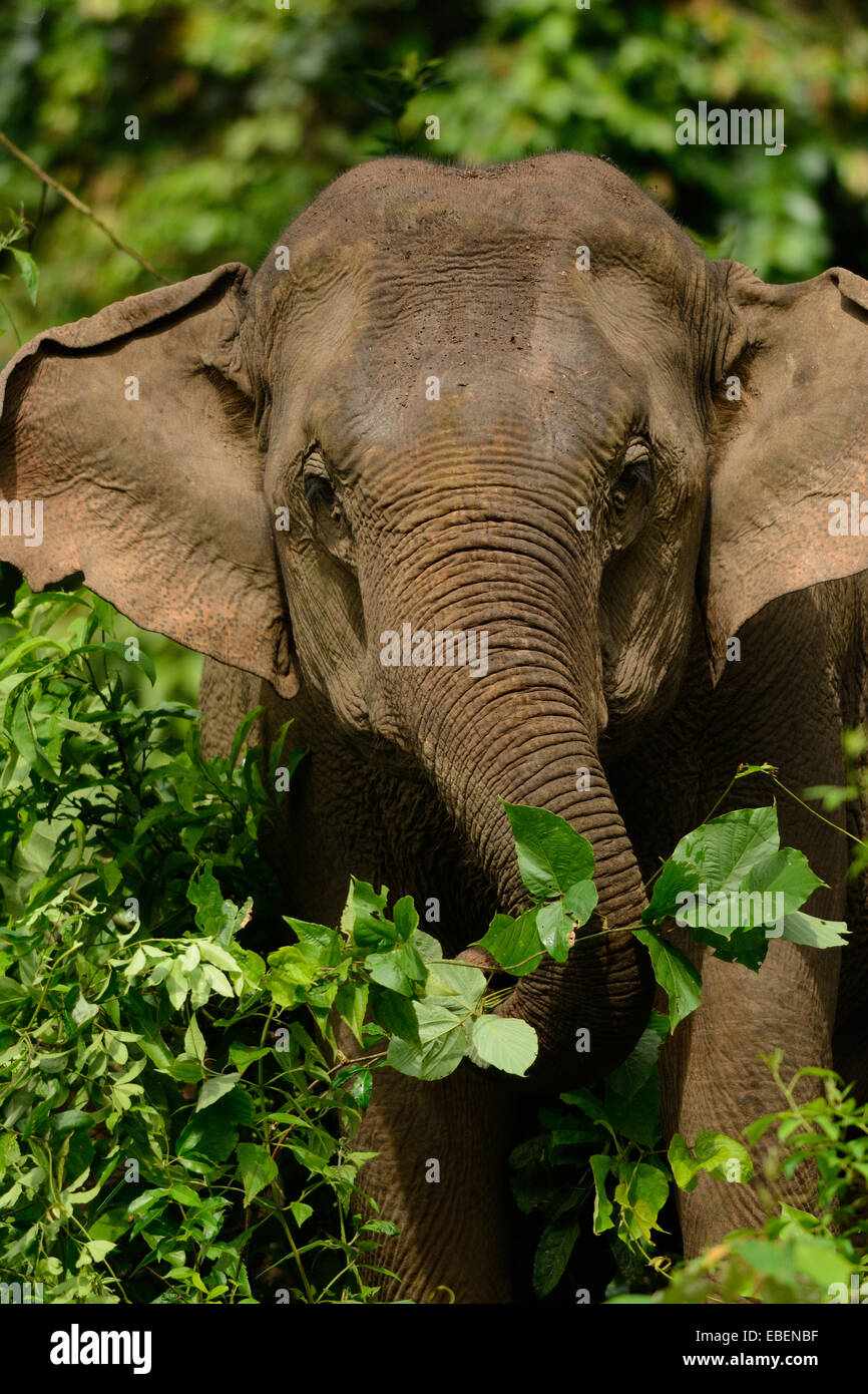 schöne weibliche asiatische Elefant (Elephas Maximus) im Khao Yai National Park, Thailand Stockfoto