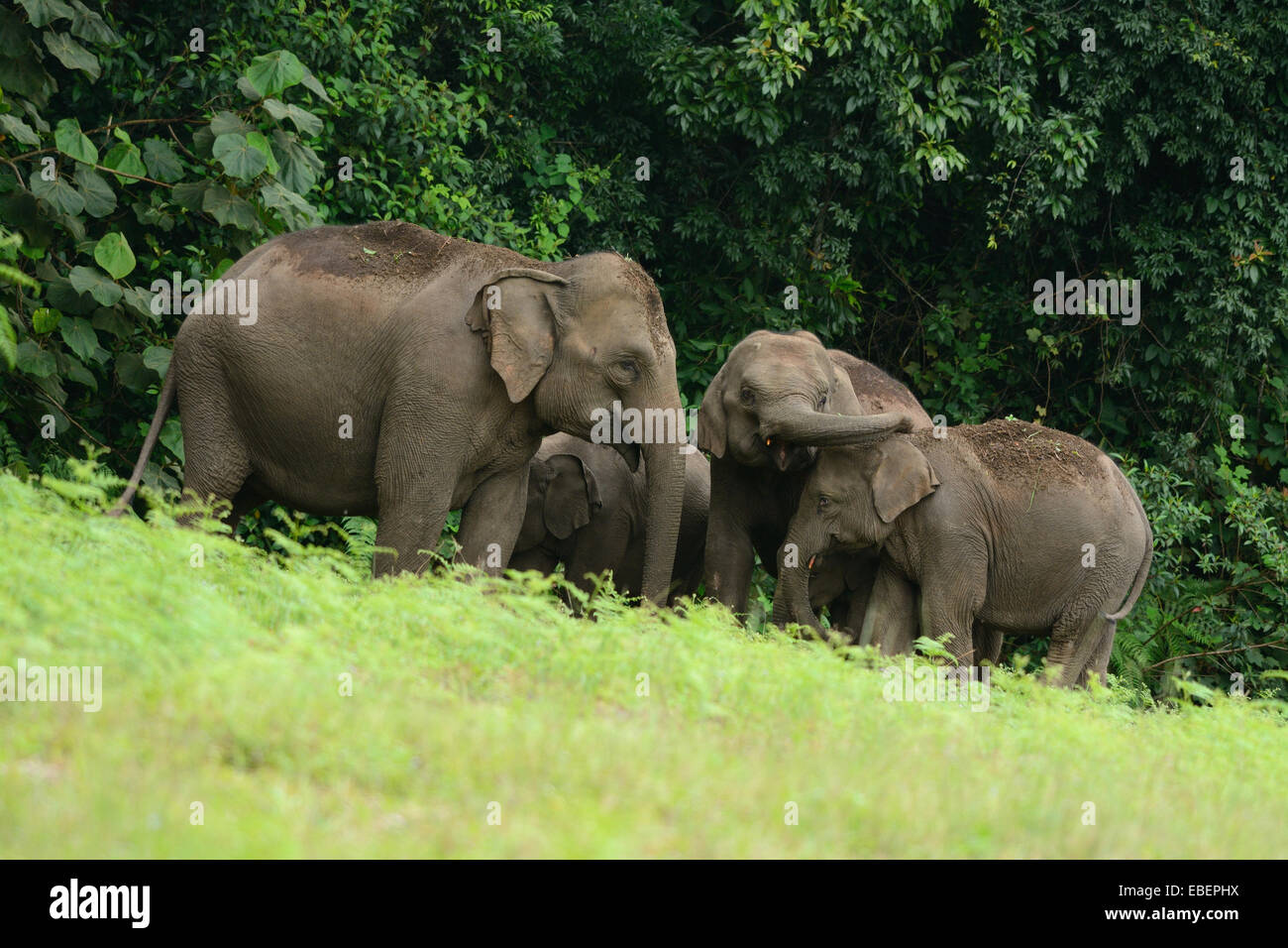 schöne Familie der asiatische Elefant (Elephas Maximus) im Khao Yai National Park, Thailand Stockfoto