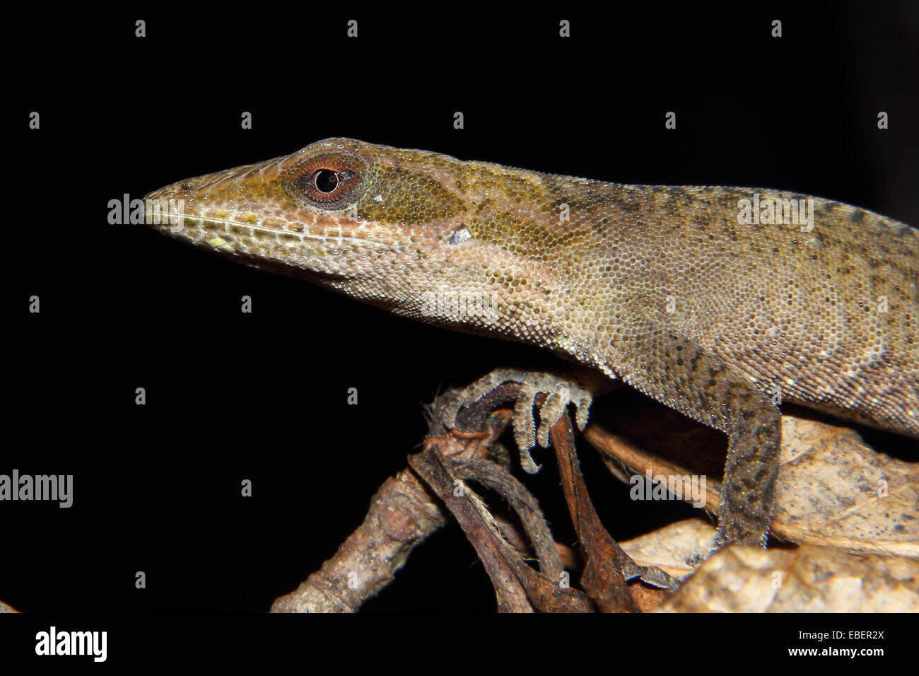 Ein Carolina Anole sitzt auf einem Blatt Stockfoto