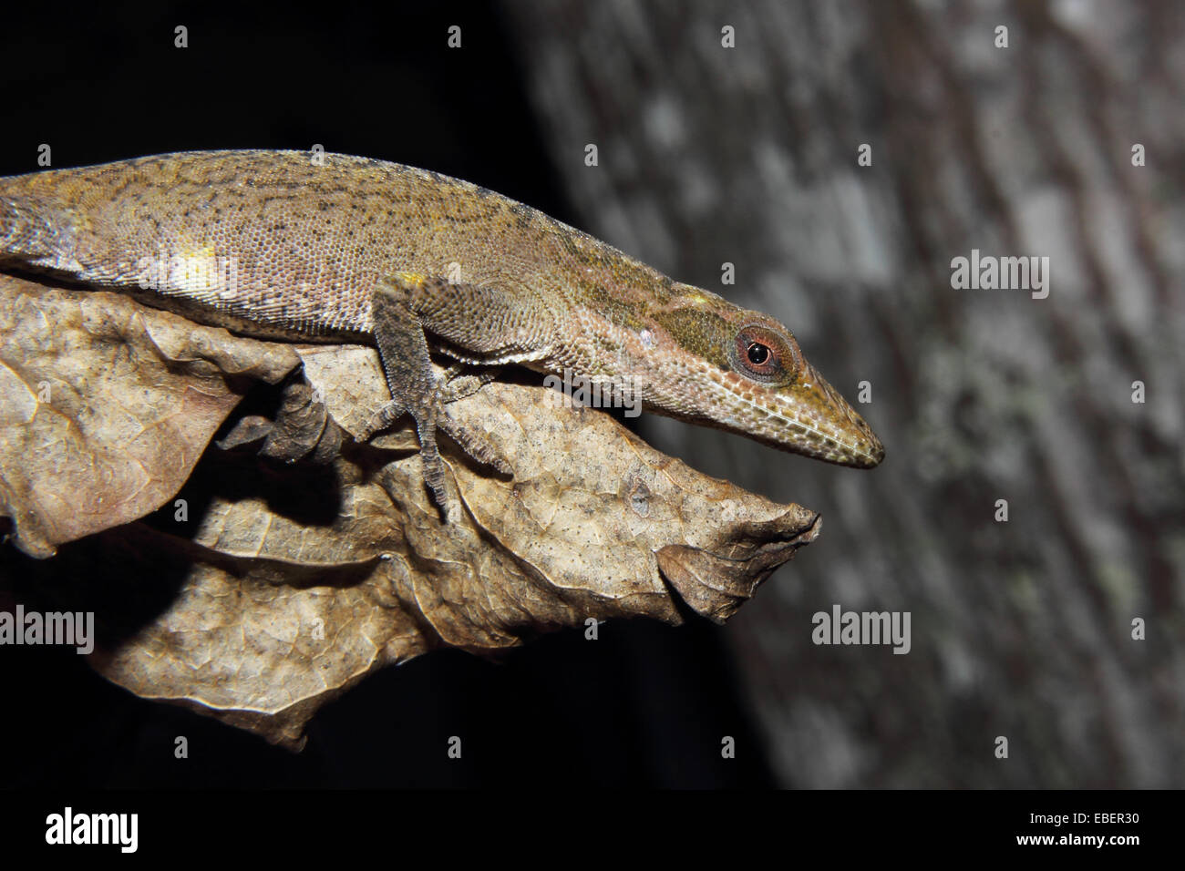 Ein Carolina Anole sitzt auf einem Blatt Stockfoto