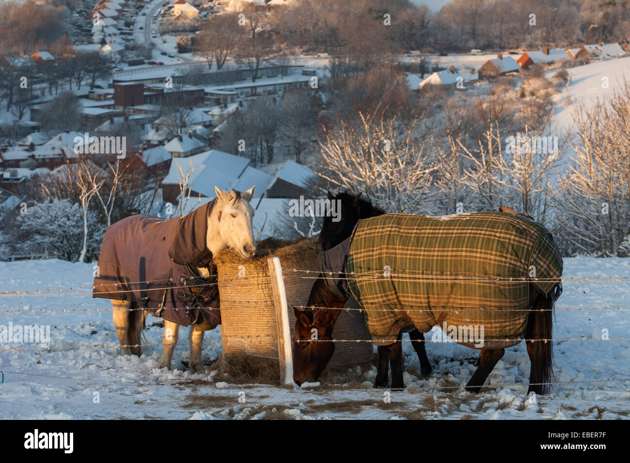 Pferde in Decken während einer schneereichen Winter in Brighton. Stockfoto