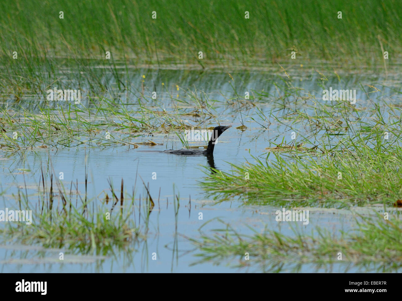 schöne kleine Kormoran (Phalacrocorax Niger) auf der Suche nach Fischen am Fluss Stockfoto