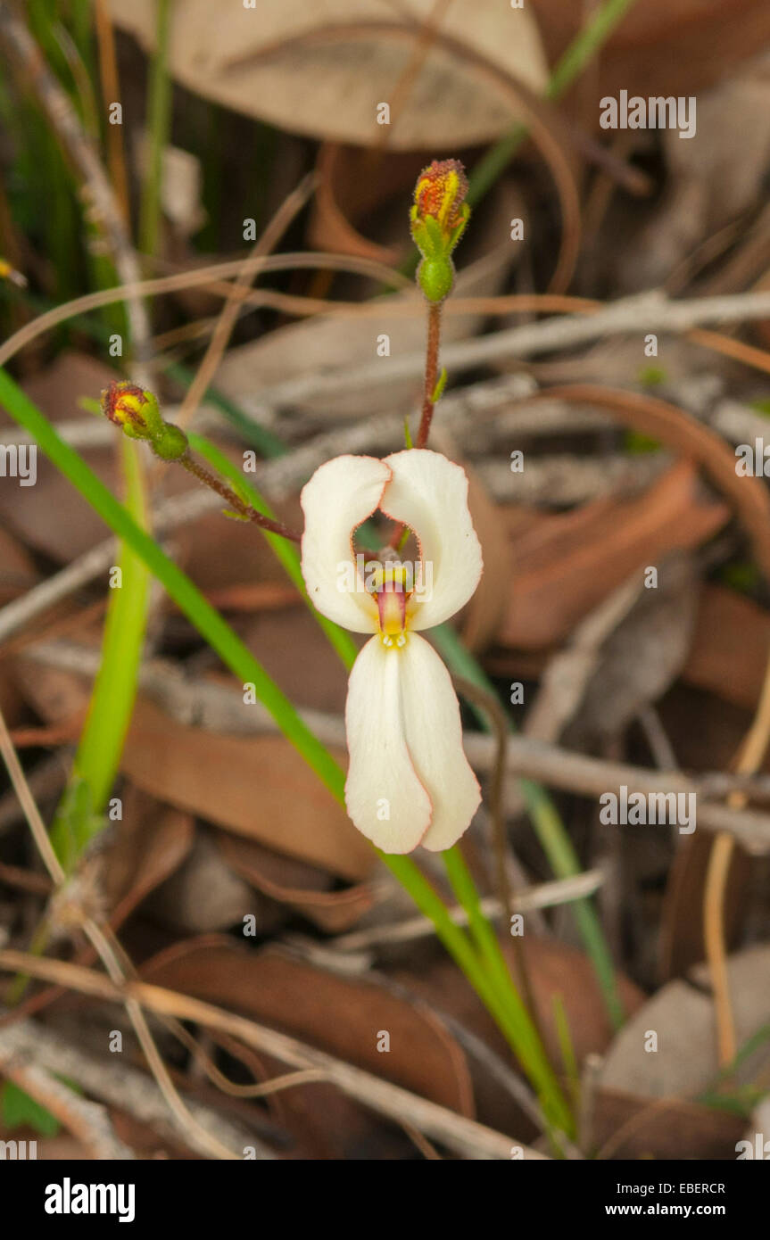 Stylidium Schoenoides, Kuh leckt in Stirling Range NP, WA, Australien Stockfoto