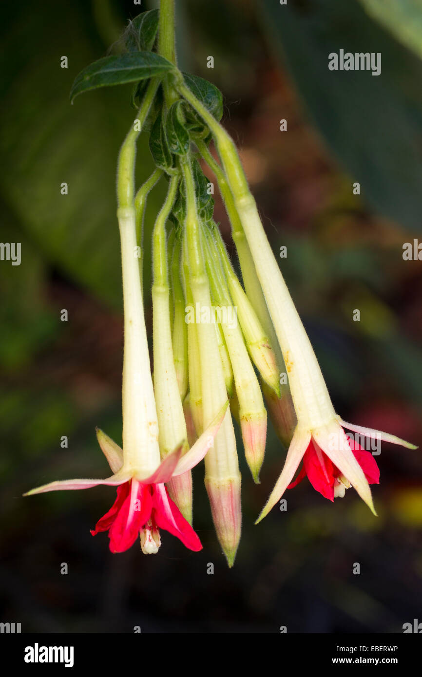 Zunächst eröffnete Blumen in einer dritten Gruppe von half-hardy Fuchsia Boliviana Alba Stockfoto