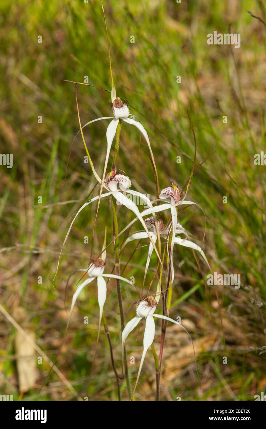 Caladenia Vulgata, gemeinsame Spider Orchideen in der Nähe von Mt Barker, WA, Australien Stockfoto