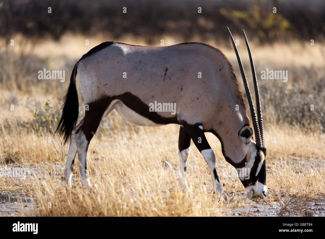 Gemsbock oder Oryx (Oryx Gazella) - Etosha Nationalpark - Namibia, Afrika Stockfoto