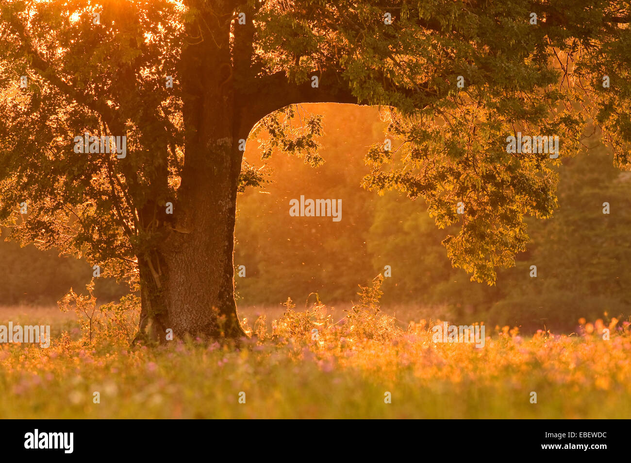 Rückseite beleuchteten Baum bei Sonnenuntergang Stockfoto