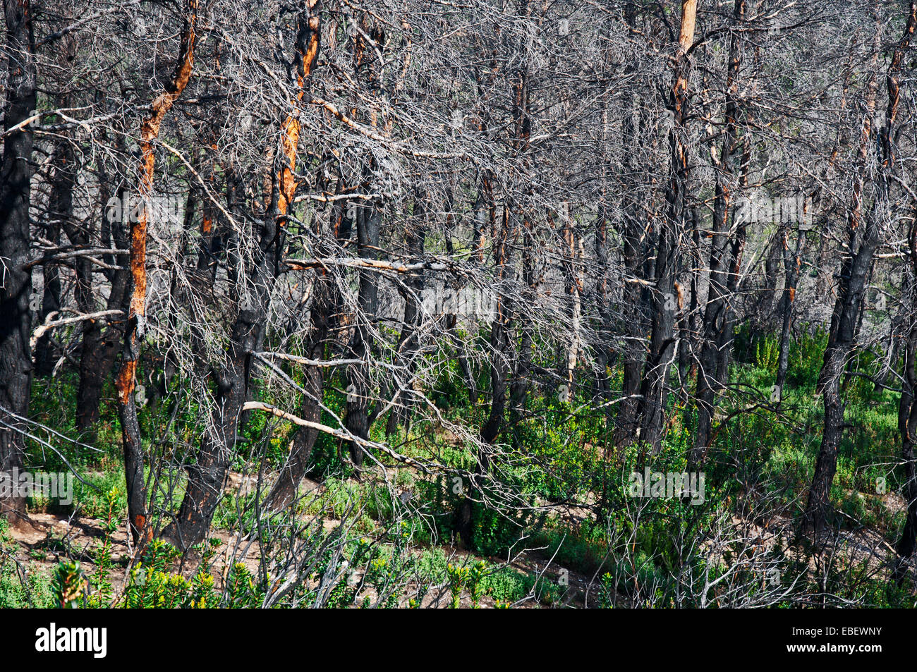 Sechs Jahre nach der großen Waldbrand Vegetation Stockfoto