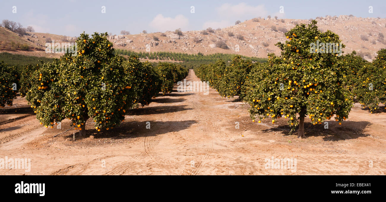 Rohe Nahrung Obst Orangen reifen Landwirtschaft Bauernhof Orangenhain Stockfoto