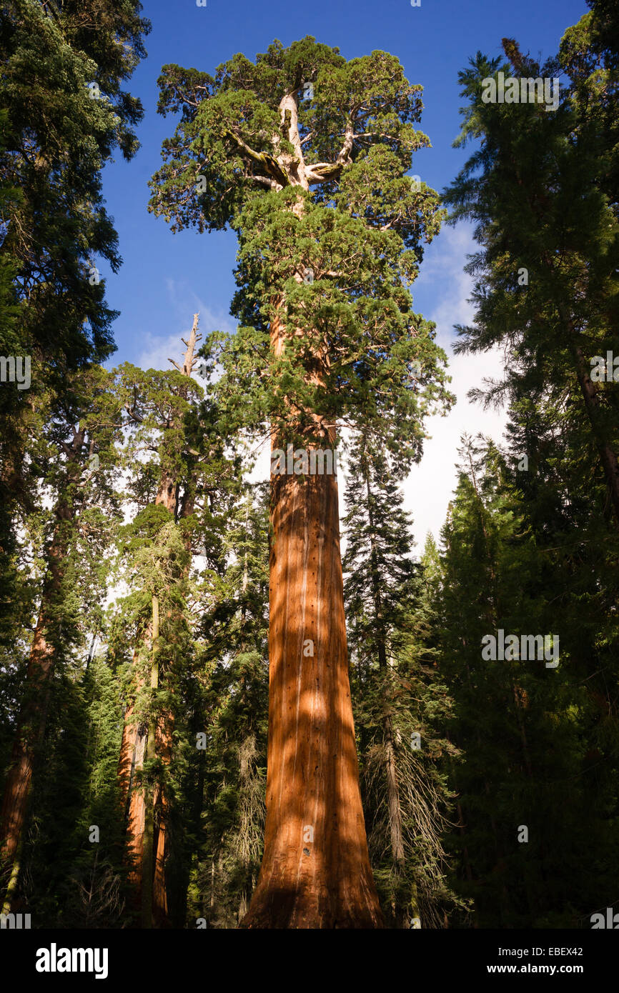 Dieser Baum wird voraussichtlich mehr als 2.000 Jahre alt sein Stockfoto