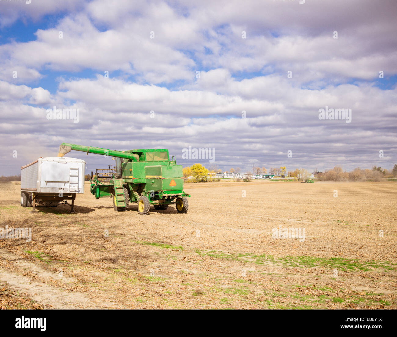 Landwirtschaft-Hintergrund. Übertragung von Korn zu Transportwagen Mähdrescher Stockfoto