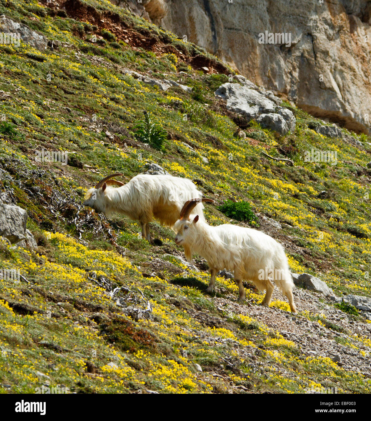 Zwei Kaschmir Ziegen, langen zotteligen weißen Haaren & Hörner, Weiden unter gelbe Wildblumen an Hängen des Great Orme, Llandudno Wales Stockfoto