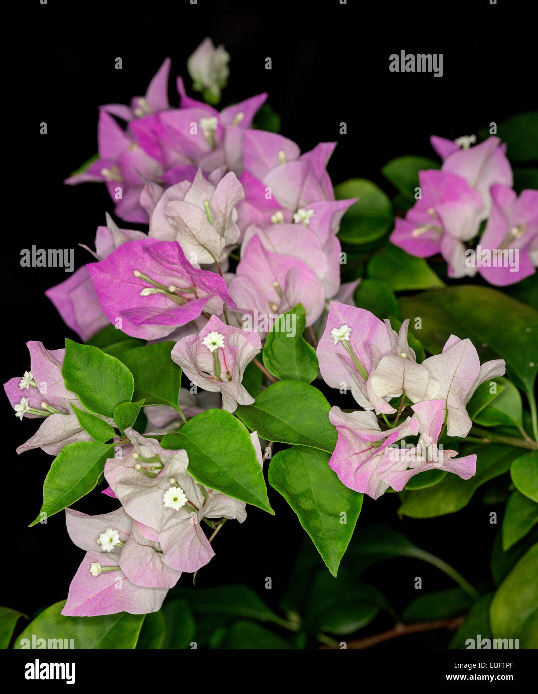 Nahaufnahme eines Clusters von winzigen Blüten, rosa & weiße Hochblätter, smaragdgrüne Blätter Bambino Bougainvillea Majik, schwarzer Hintergrund Stockfoto