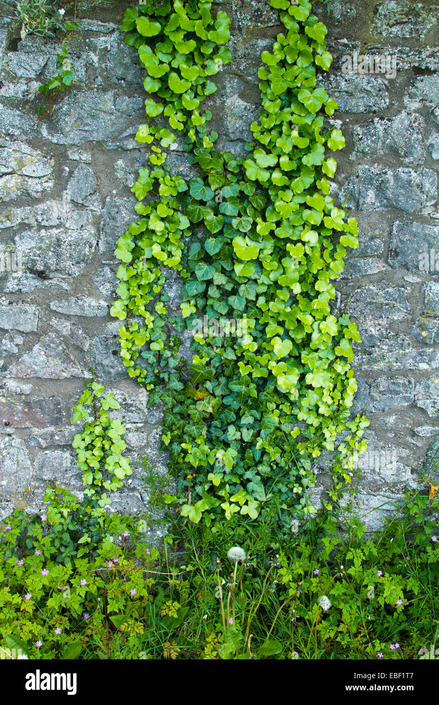 Smaragd grünen europäischen Efeu, Hedera Helix, eine invasive Kletterpflanze auf alten Steinmauer in Denbigh Castle, Nord-Wales Stockfoto