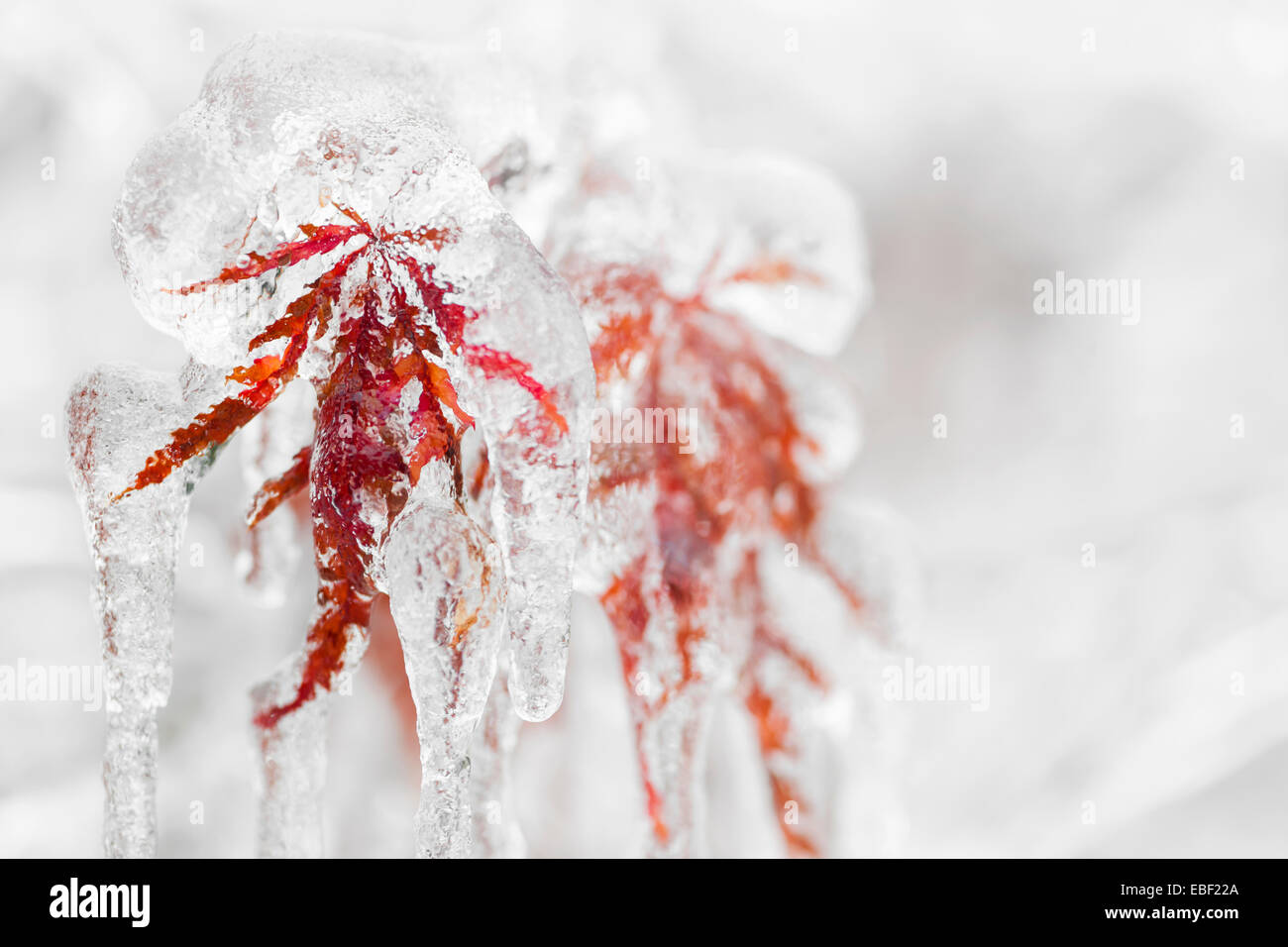 Japanischer Ahornbaum Blättern bedeckt im Eis und Eiszapfen im winter Stockfoto
