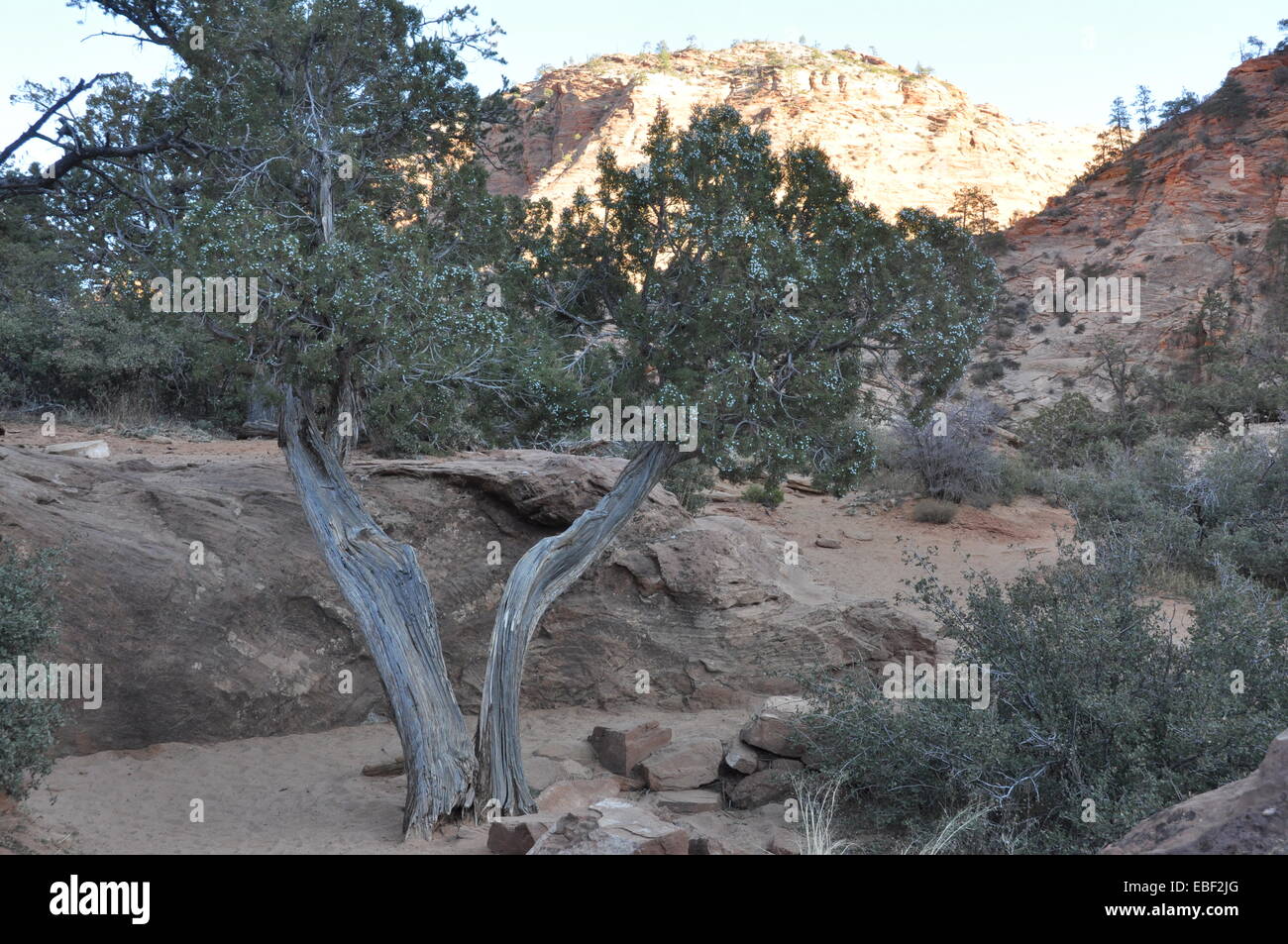 Wind fegte Baum und Sträucher im Zion Nationalpark, Utah. Stockfoto