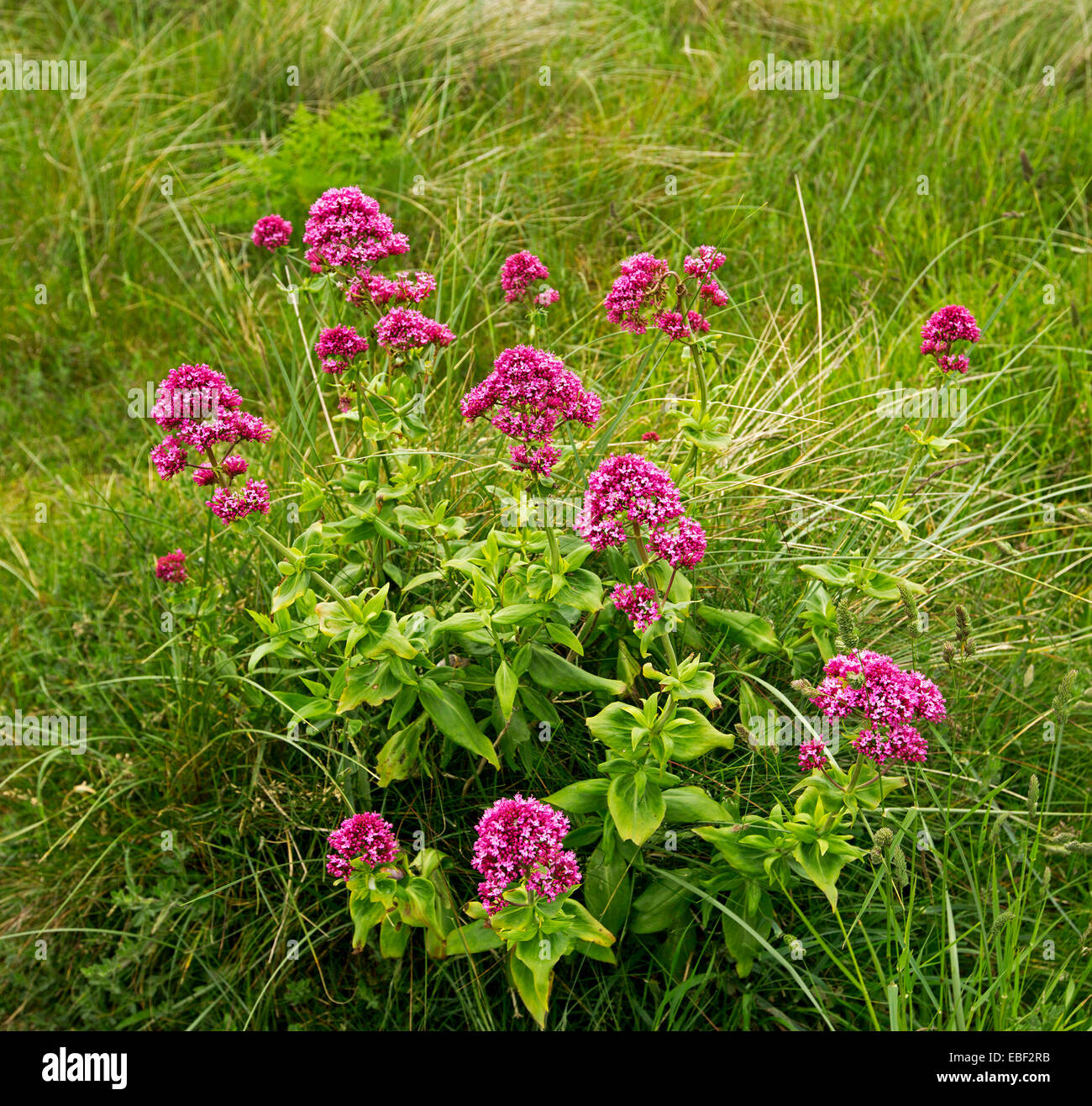 Gruppe von leuchtend roten Wildblumen & Laub von Centranthus Ruber, Baldrian, schönen britischen Wildblumen wachsen in der Nähe von Strand in Wales Stockfoto