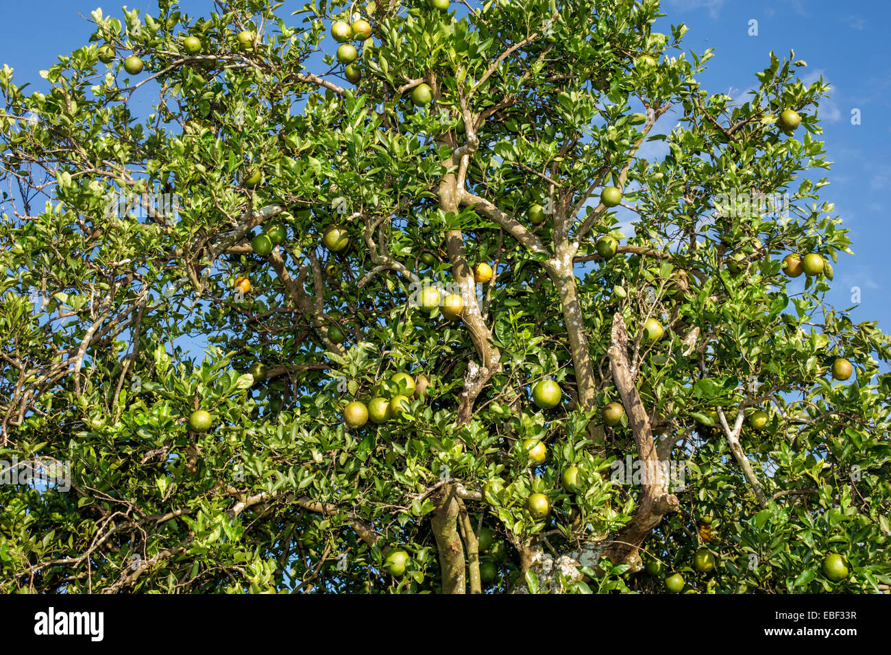 Orlando Florida, Orangenbäume, Obstgarten, Zitrusfrüchte, Besucher reisen Reisen Tour Tourismus Wahrzeichen Kultur Kultur Kultur, Urlaub gro Stockfoto