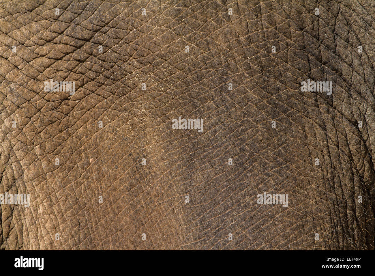 Elefanten-Haut-Muster-Nahaufnahme Stockfoto