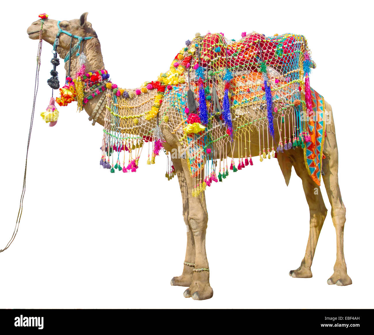 Kamel mit traditioneller Dekoration isoliert auf weiss Stockfoto