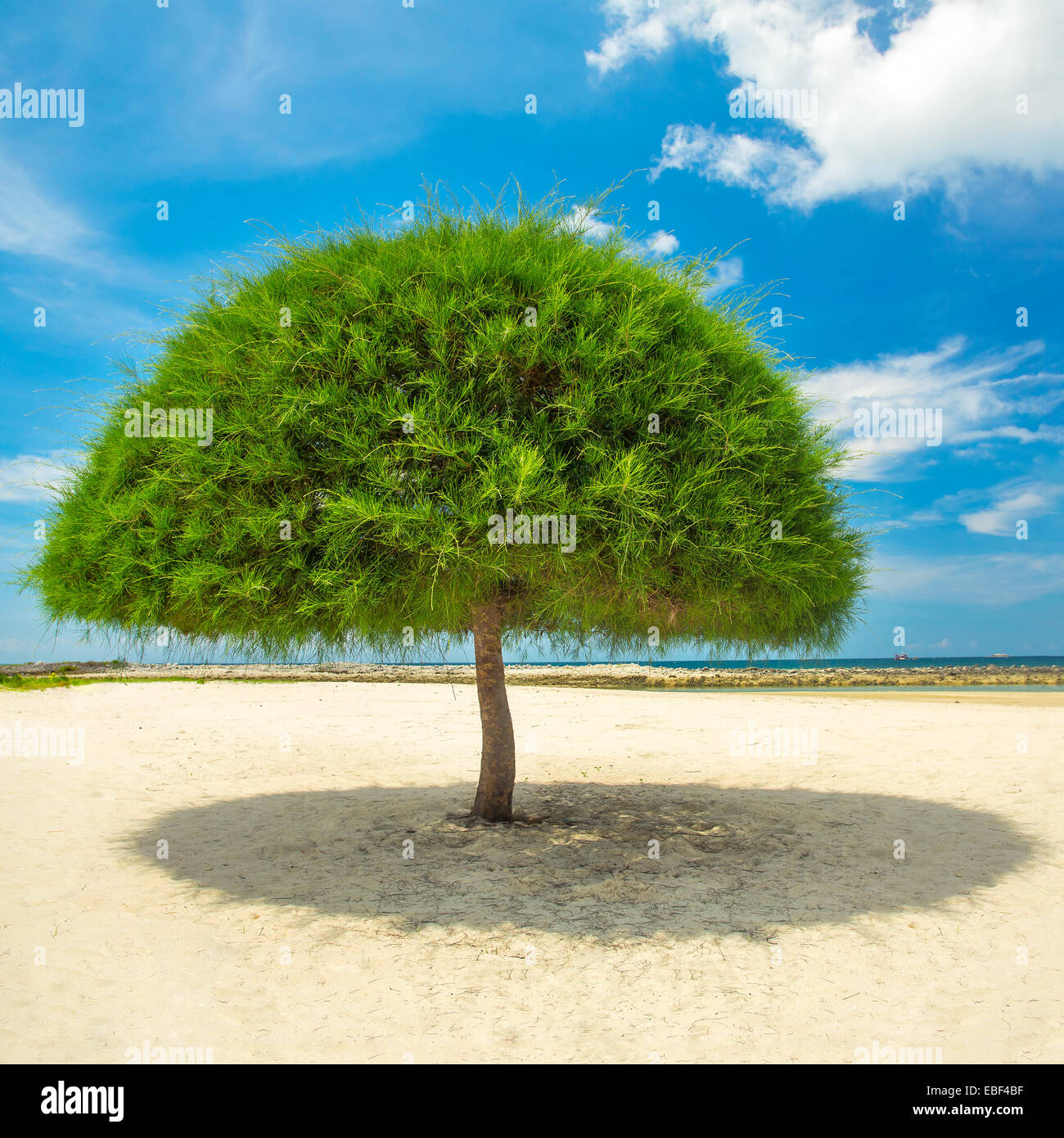 Dekorativer geformter Baum am Strand auf der Insel Koh Phangan, Thailand Stockfoto