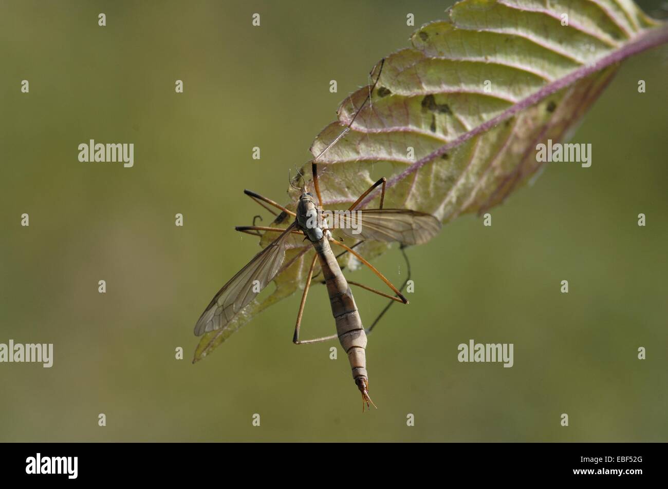 Marsh Kran-Fly (Tipula Paludosa) auf Blatt Stockfoto