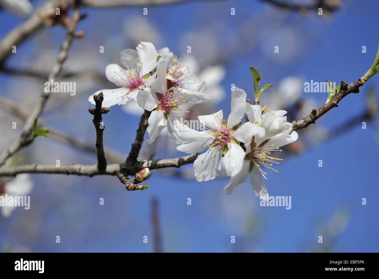 Sweet Almond Tree (Amygdalis Communis - Prunus Communis - Prunus Dulcis - Prunus Amygdalis) blühen im zeitigen Frühjahr Stockfoto