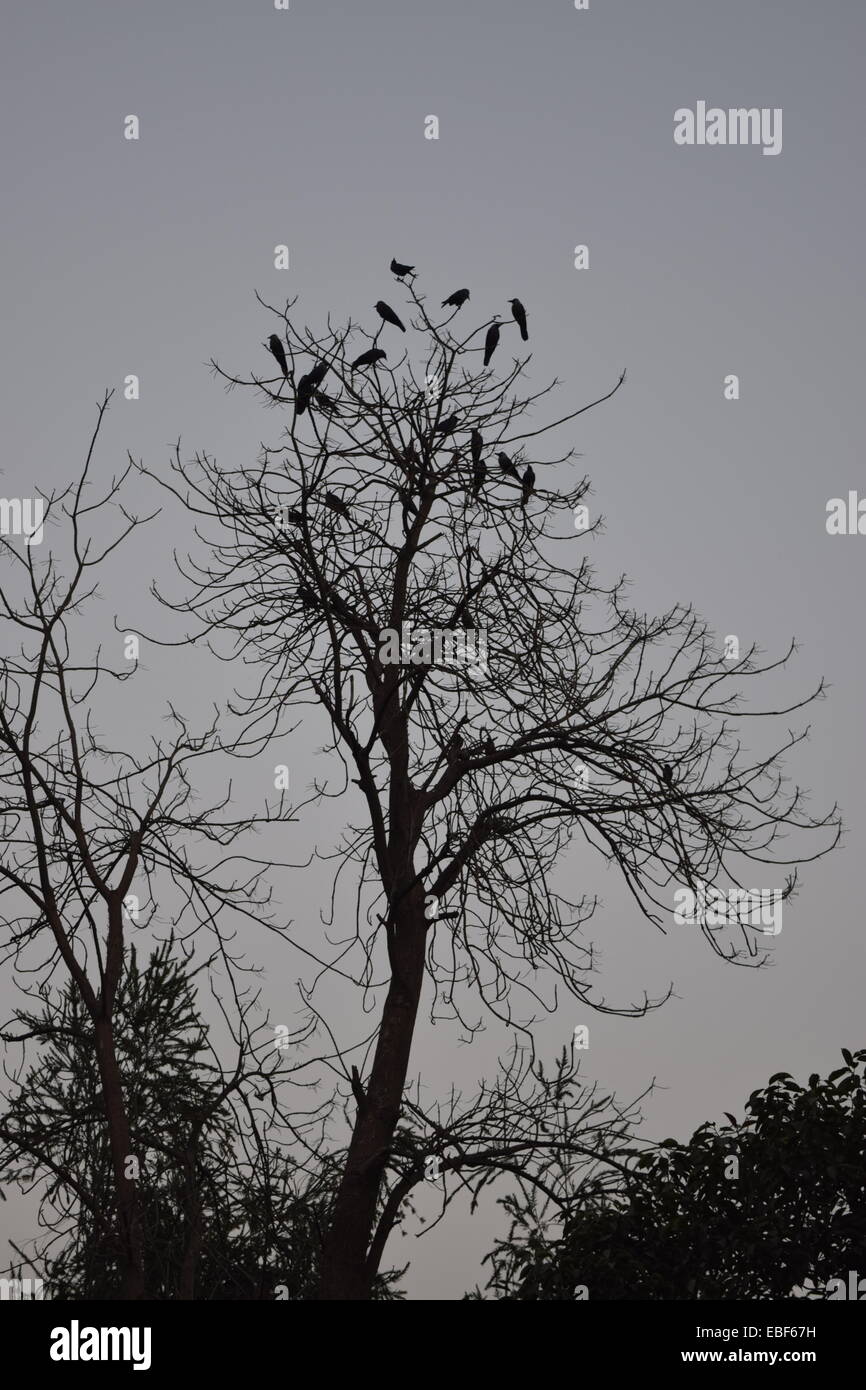 Silhouette der Vögel auf einem Baum! Stockfoto