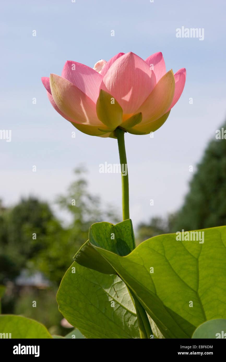 Heilige Lotus / Nelumbo Nucifera Stockfoto