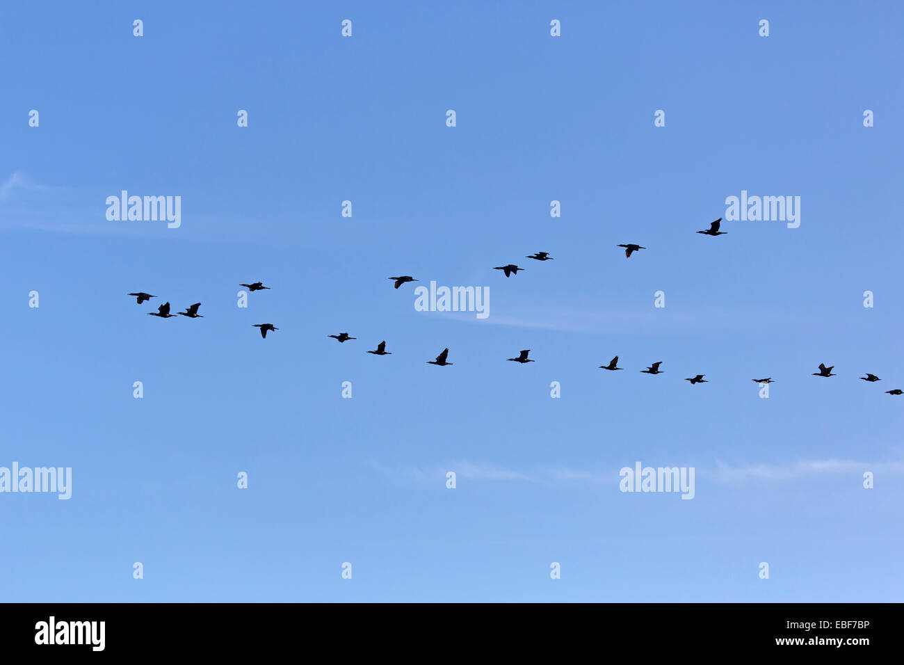 Kormorane / Phalacrocorax Carbo Stockfoto