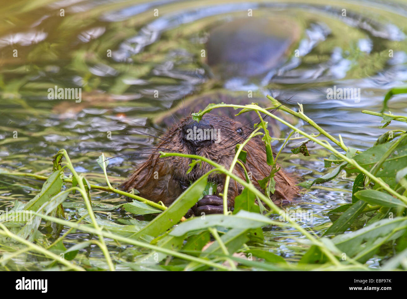 Europäischer Biber, Bayern, Deutschland, Europa / Castor Fiber Stockfoto