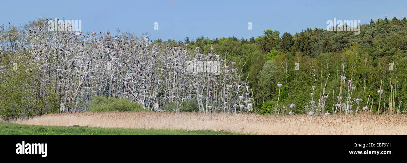 Kolonie von Kormoranen, Rügen, Deutschland, Europa / Phalacrocor Stockfoto
