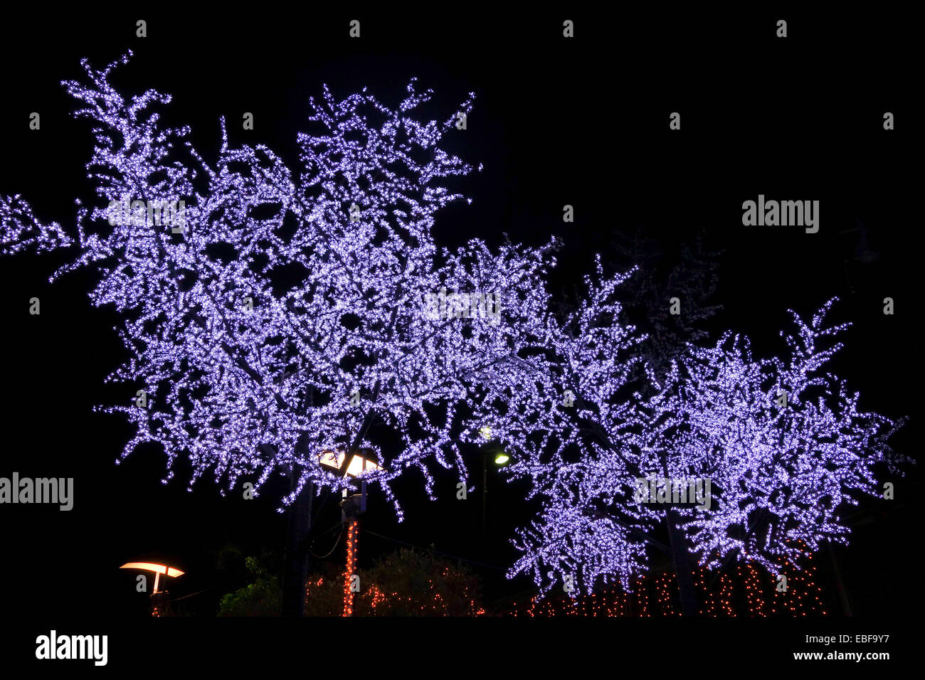 Weihnachtsdekoration Lichter auf Bäumen in Andalusien, Spanien. Stockfoto