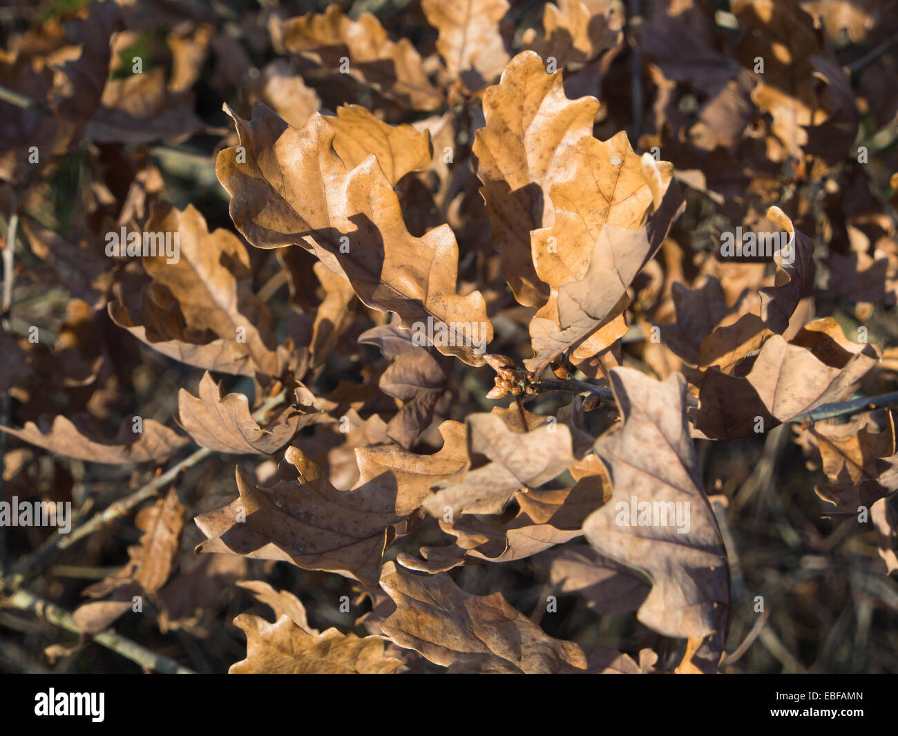 Trockene Eichenlaub braune Herbst mit nächsten Jahre Knospen aus einem Wald in der Nähe von Stavanger Norwegen Stockfoto